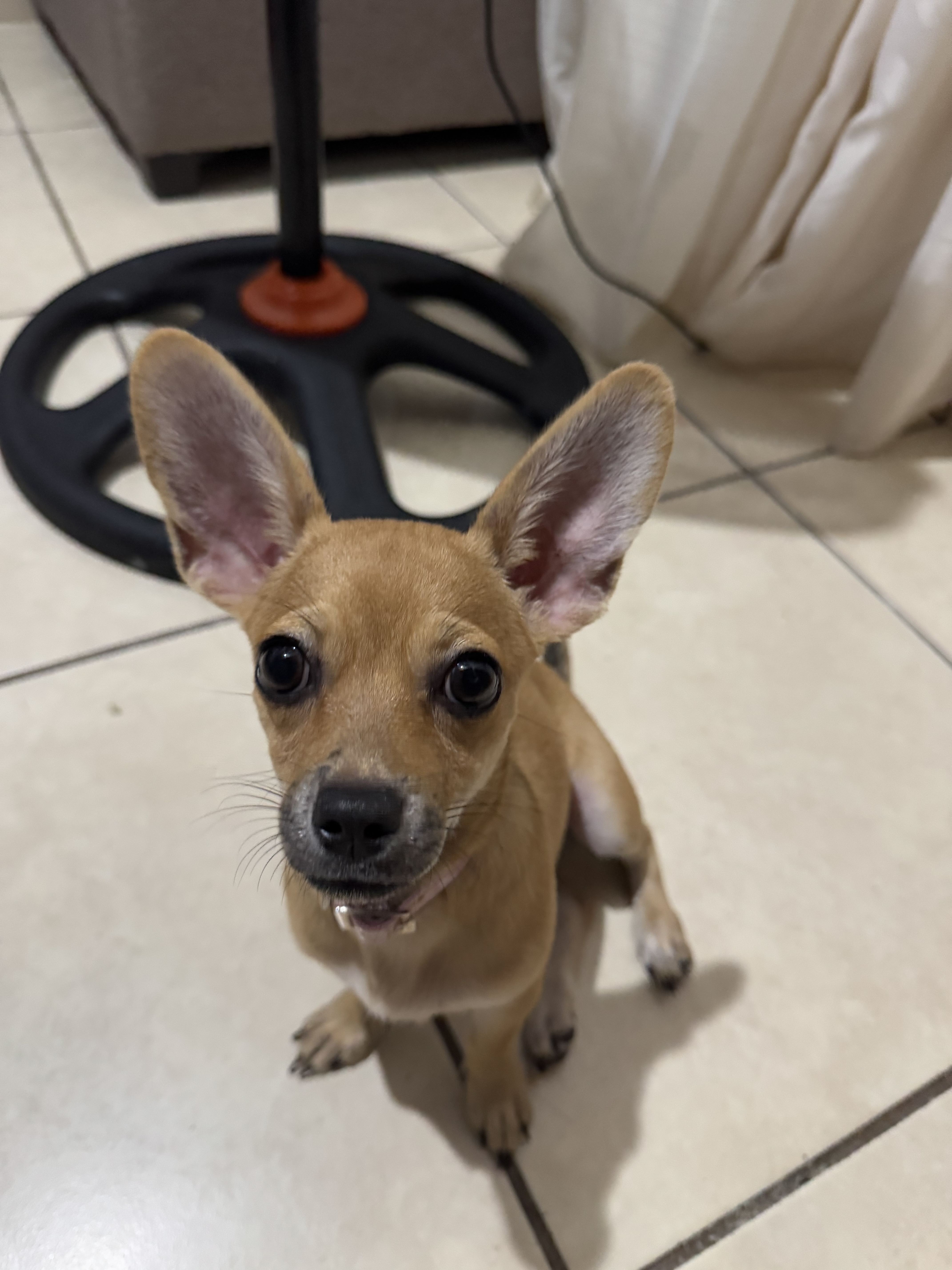 Mascota de la familia